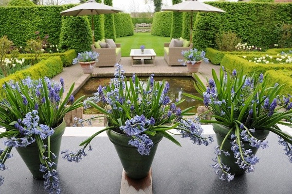 Contemporary blue garden, Blue spring flowers, grape hyacinths, Muscari, Scilla siberica, Anemone blanda, Iris reticulata, alliums, Grecian Windflowers